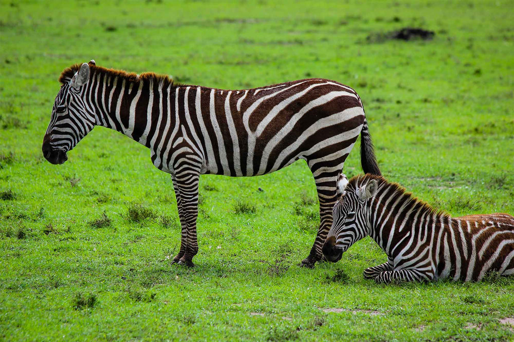 Maasai Mara, Kenya | Muntaka Chasant